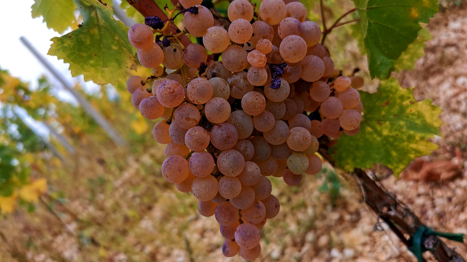 Žilavka ulovila mjesto na svjetskoj vinskoj sceni! Decanter uvrstio BiH među pet neočekivanih zvijezda ovogodišnjeg ocjenjivanja