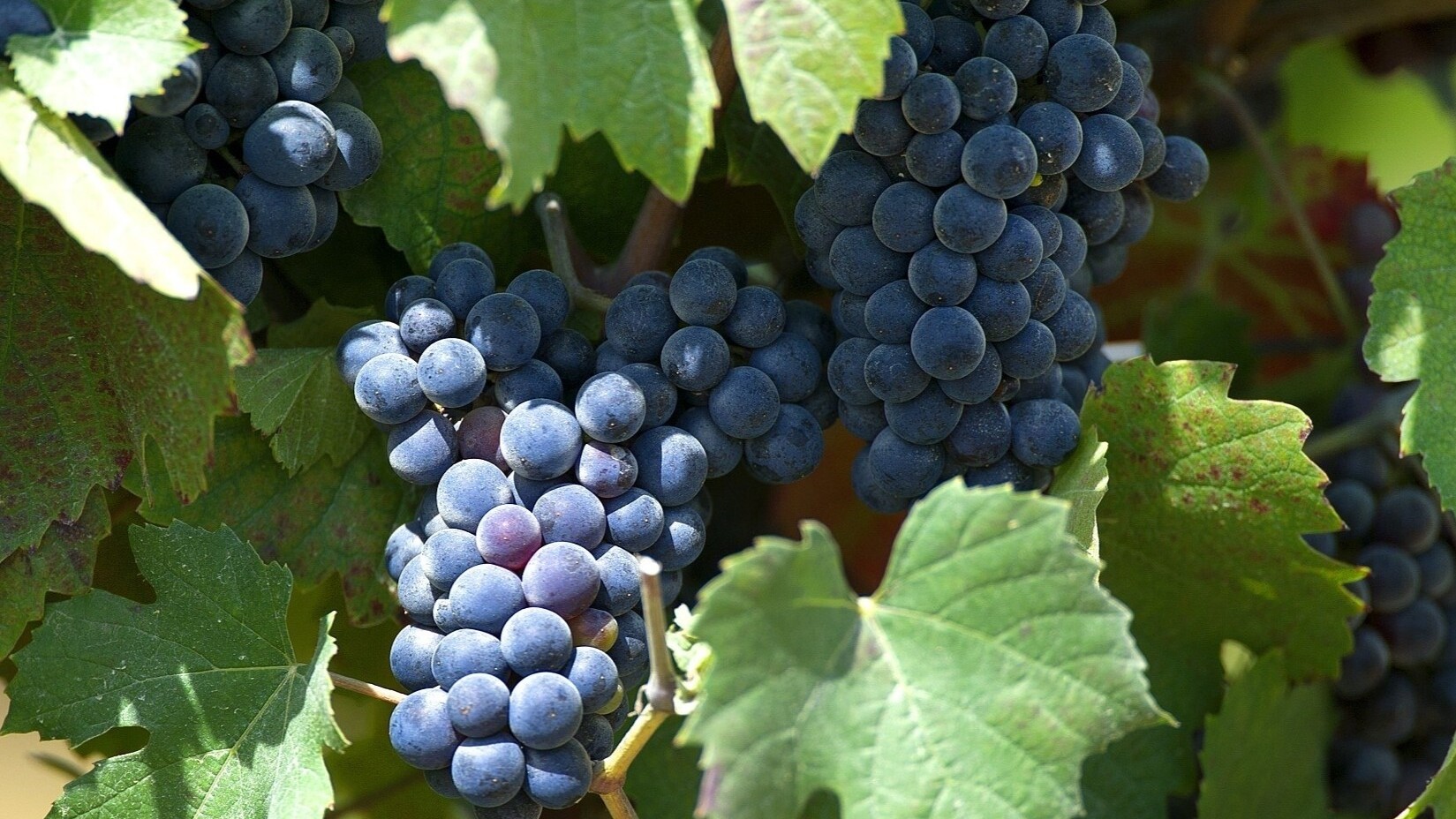 Frankovka and borgonja are the same variety, so we can drink Istrian wine with čobanac, and Slavonian wine with žgvacet 