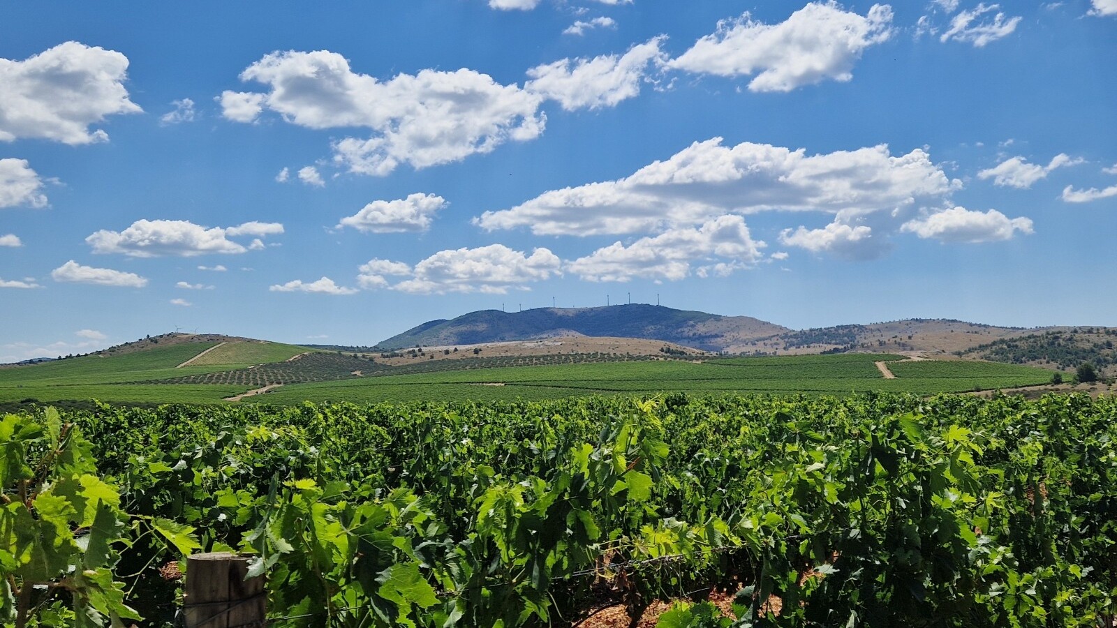 Blizu ste Šibenika? Posjetite Jadrtovac, vinogradarski raj koji je vojska bivše države orala granatama